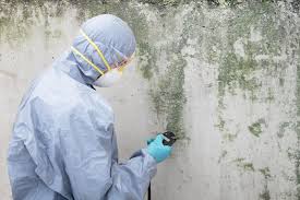 Best Mold Damage Restoration  in Dryden, MI